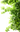 Дерево
