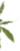листья блюр